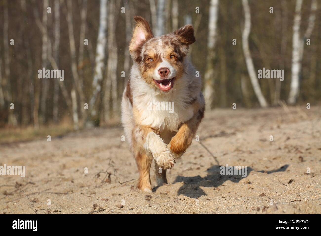 running Australian Shepherd Stock Photo Alamy
