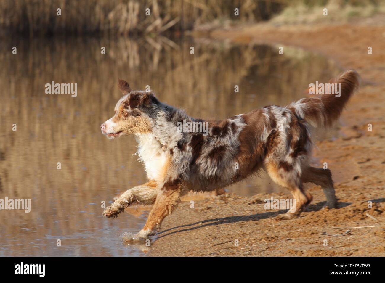 running Australian Shepherd Stock Photo Alamy
