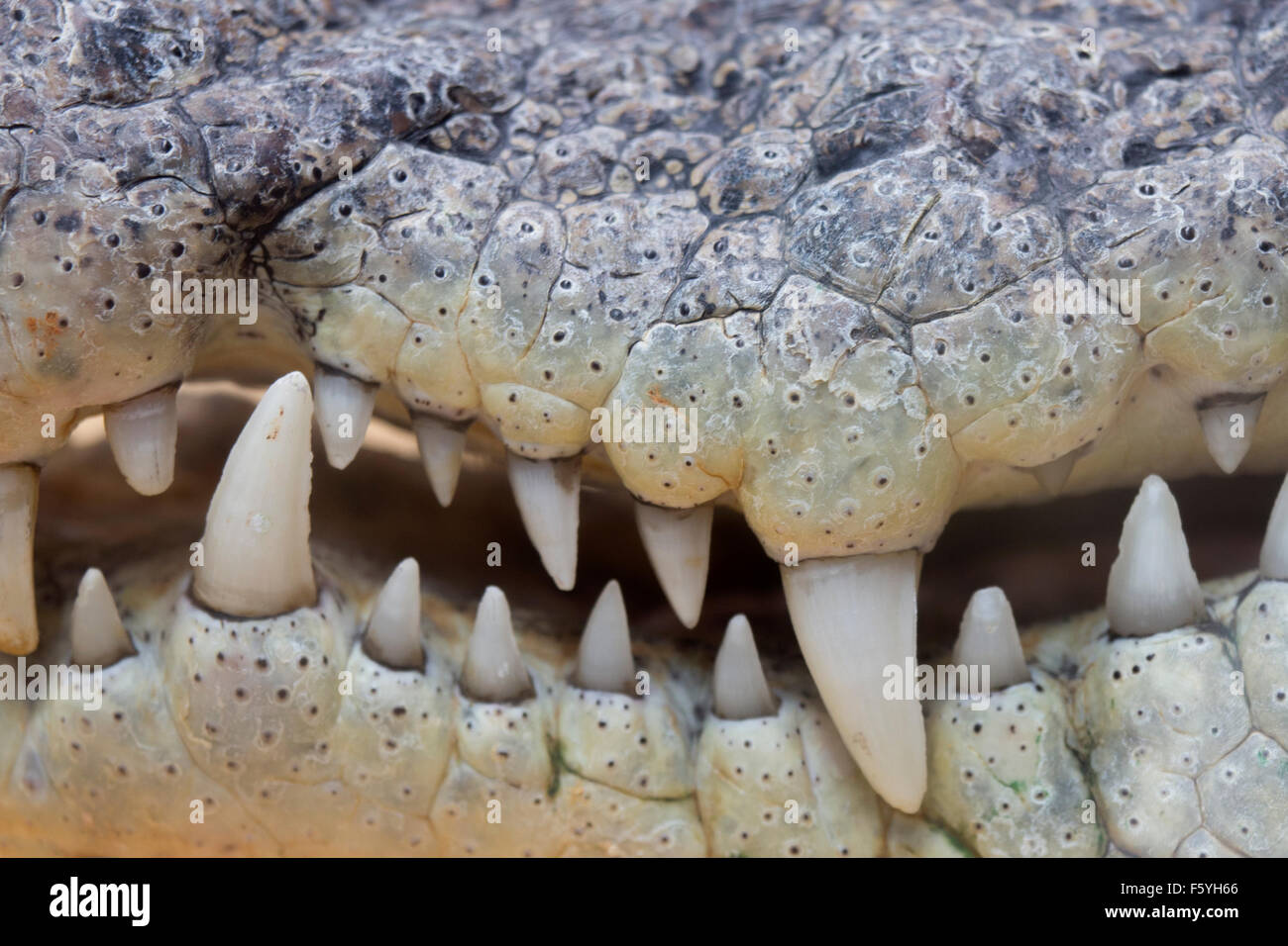 Crocodile Teeth Hi res Stock Photography And Images Alamy Crocodile Teeth Hi res Stock Photography And Images Alamy