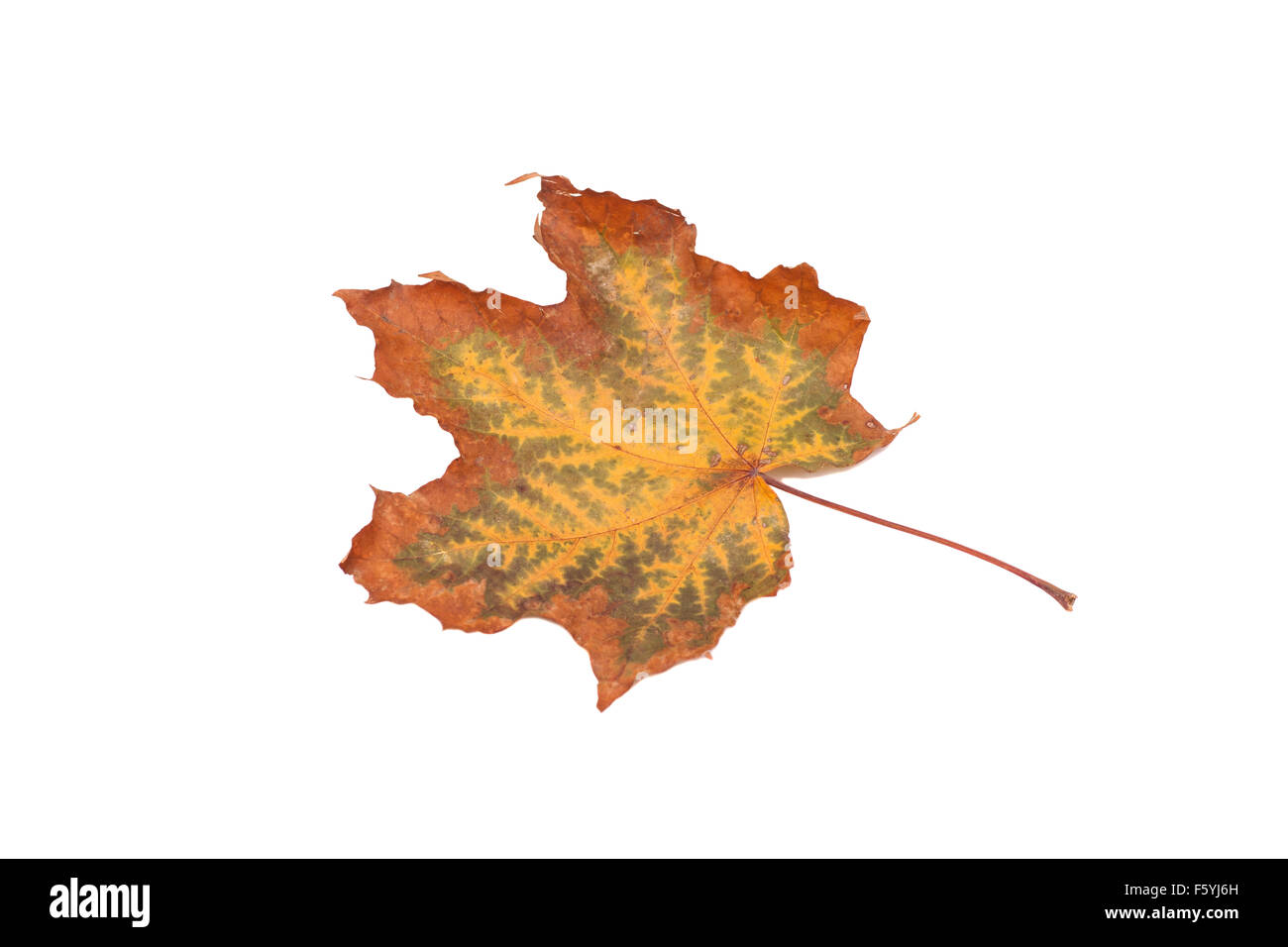 Autumn maple leaves isolated on white background Stock Photo - Alamy