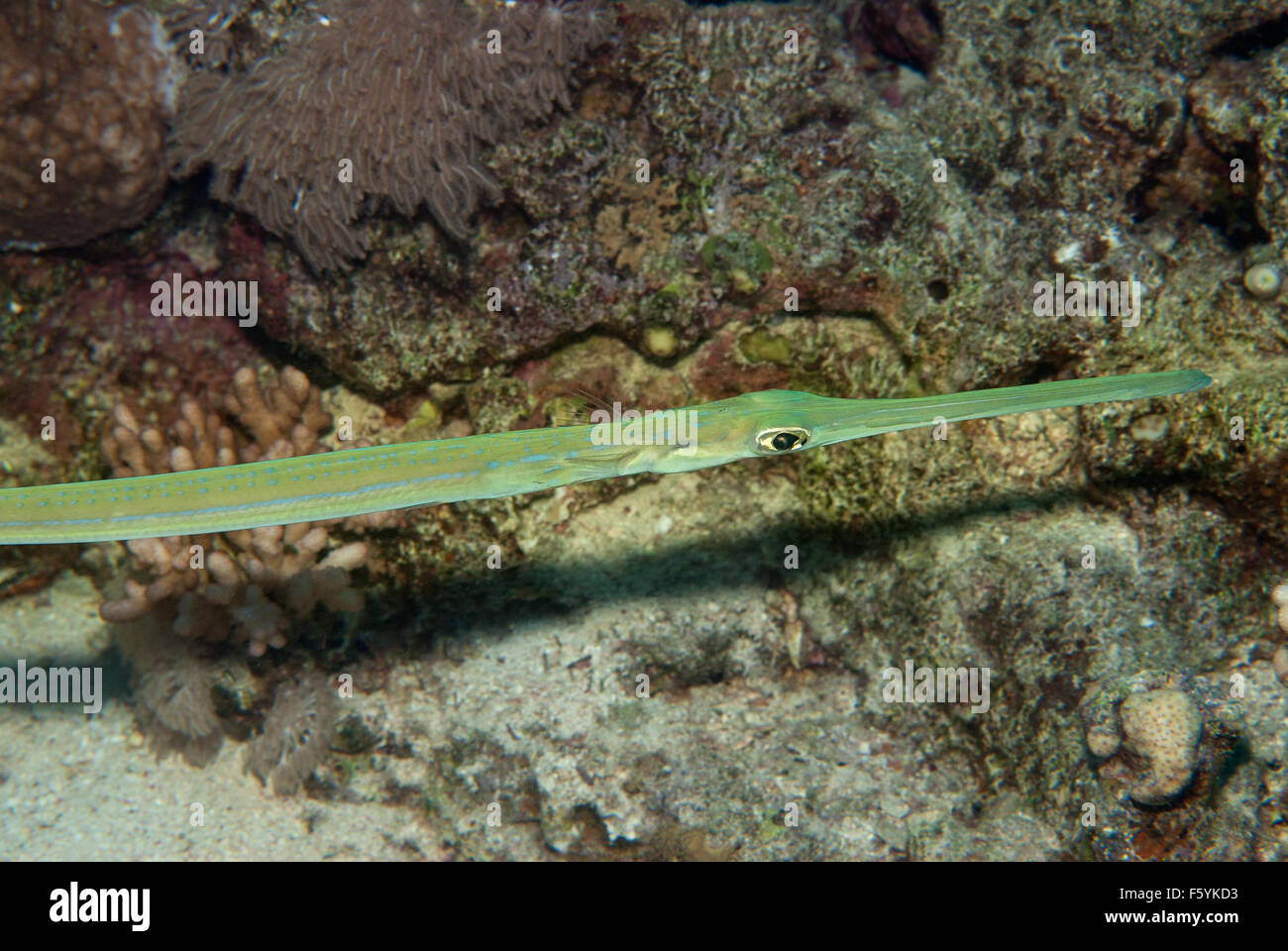 trug Helligdom Formindske Red cornetfish hi-res stock photography and images - Alamy