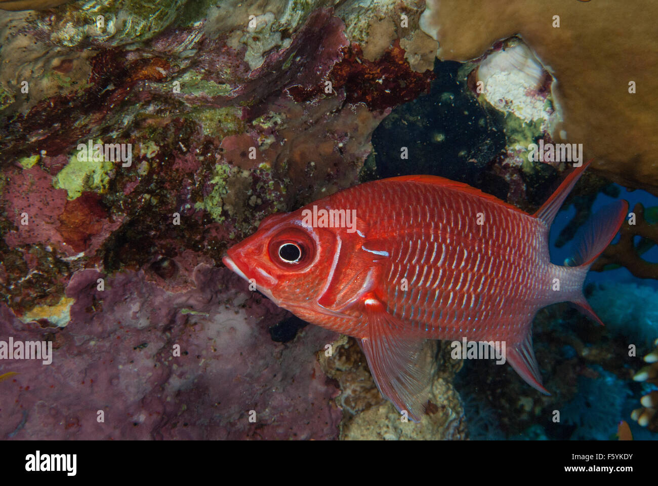Sargocentron caudimaculatum, Silverspot squirrelfish, Holocentridae, Red Sea, Sharm el-Sheikh, Egypt Stock Photo