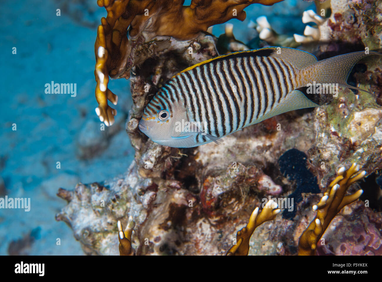 Lyretail angelfish, Genicanthus caudovittatus, Pomacanthidae, Sharm  el Shekìh, Red Sea, Egypt Stock Photo