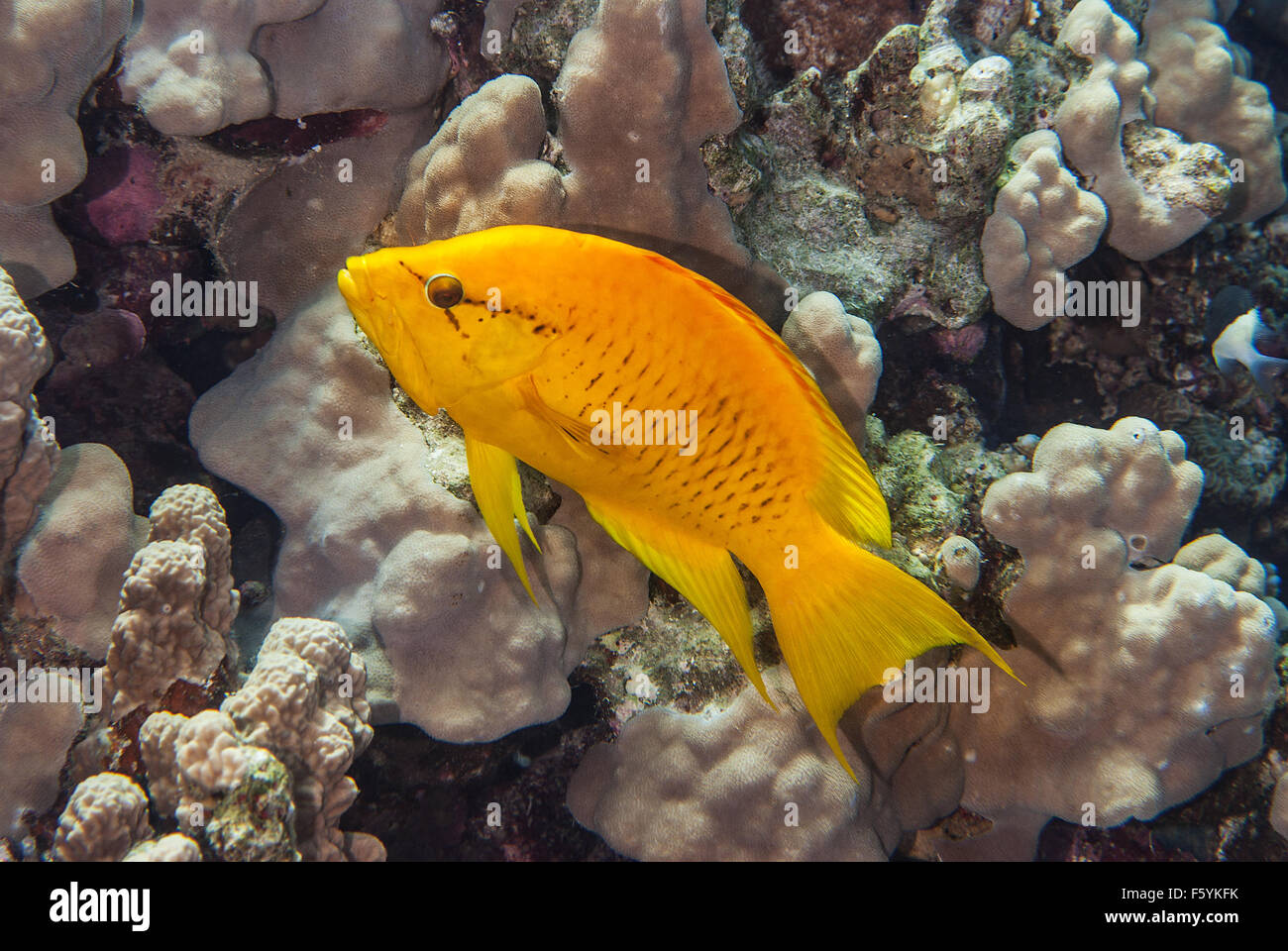 Young Sling-jaw wrasse, Epibulus insidiator, Labridae, Sharm el Sheikh, Red Sea, Egypt Stock Photo