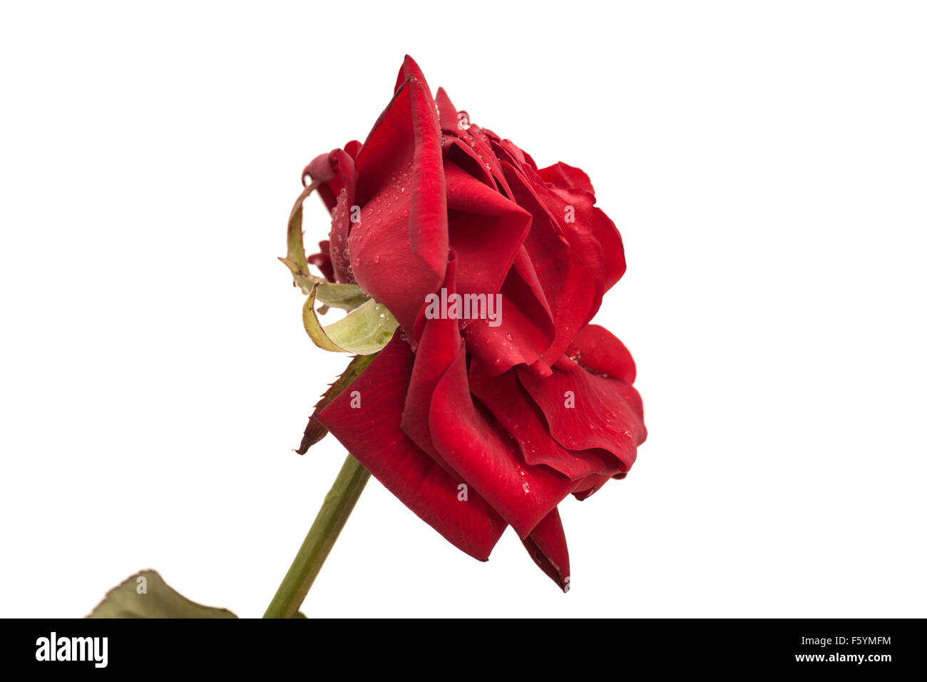 Red rose isolated on white background Stock Photo - Alamy