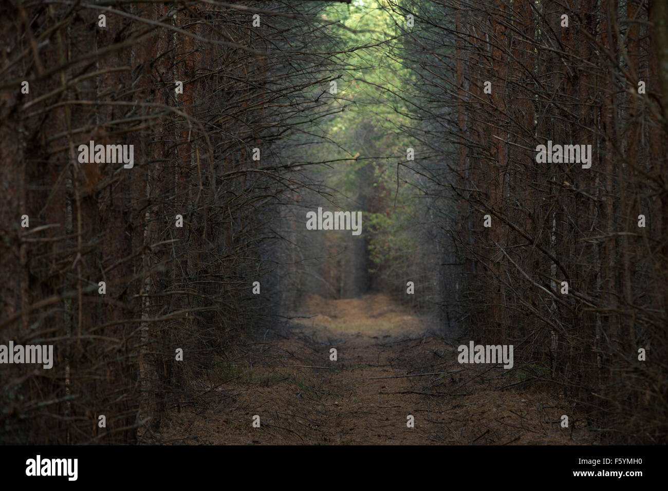 Pine trees planted in a row hires stock photography and images Alamy