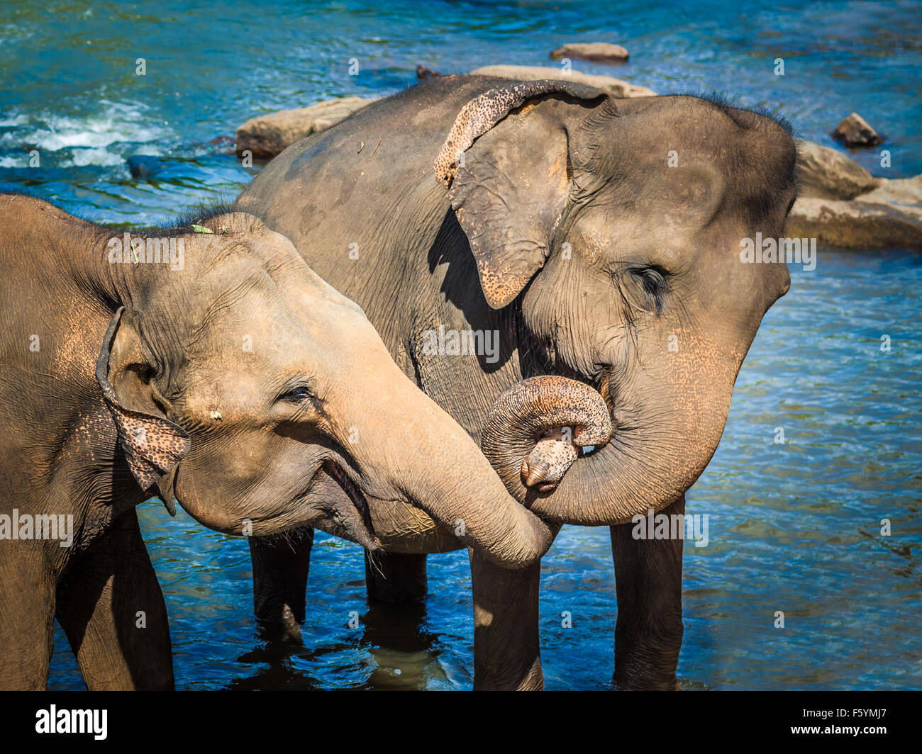 Two elephants bathing in a river Stock Photo - Alamy