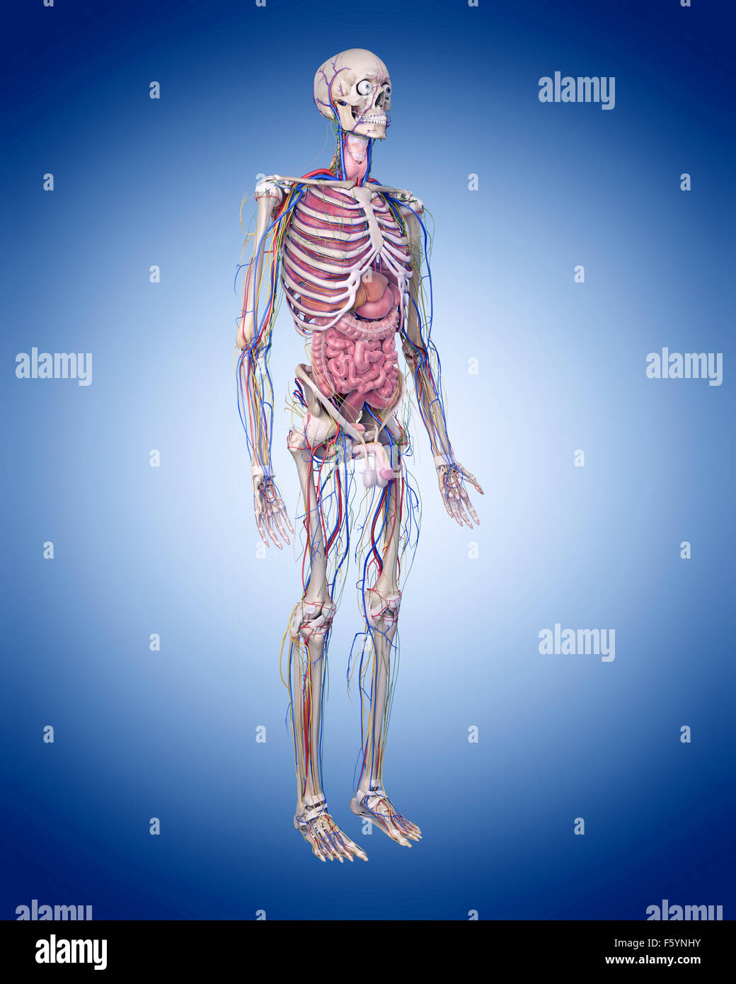 medically accurate illustration of the human anatomy Stock Photo