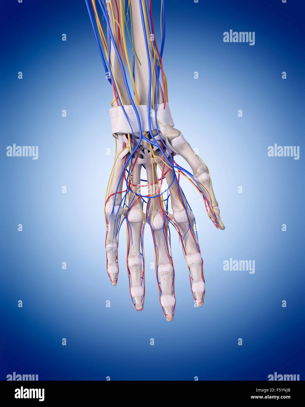 Nerves Arm Stock Photos & Nerves Arm Stock Images - Alamy