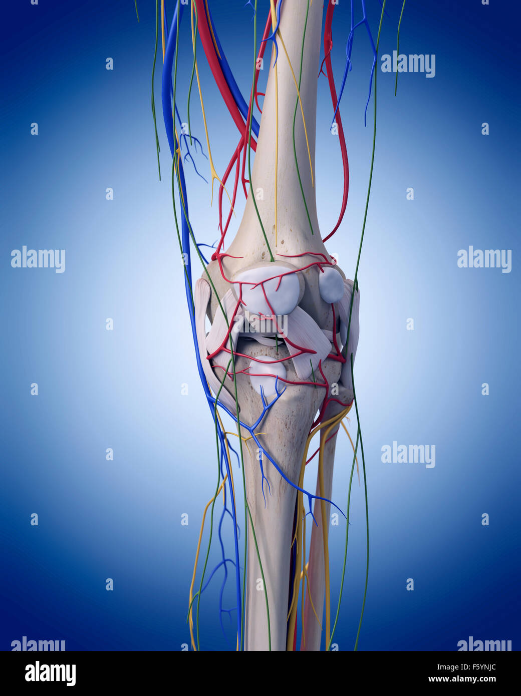 Nerves Knee Stock Photos & Nerves Knee Stock Images Alamy