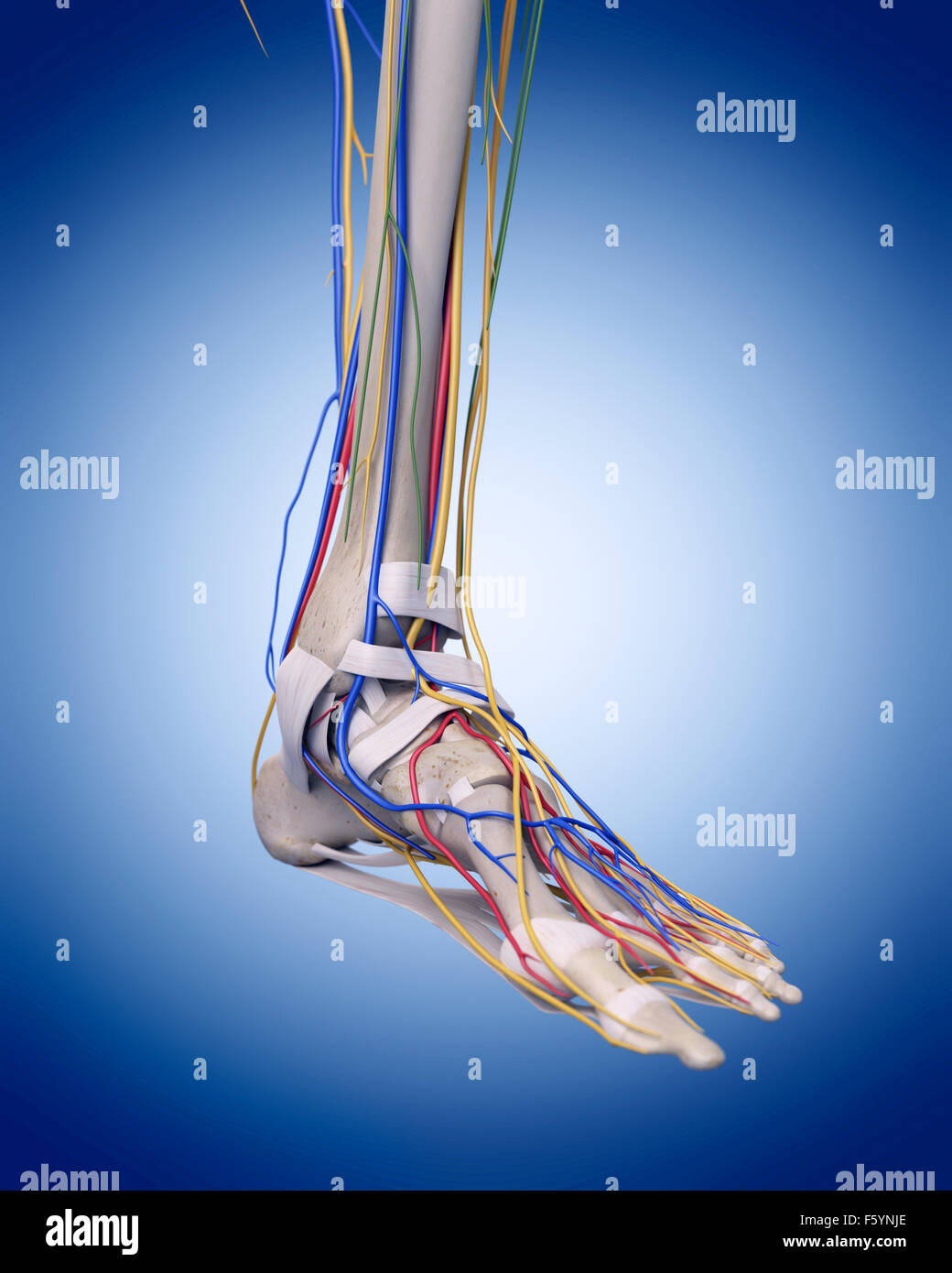 medically accurate illustration of the foot anatomy Stock Photo