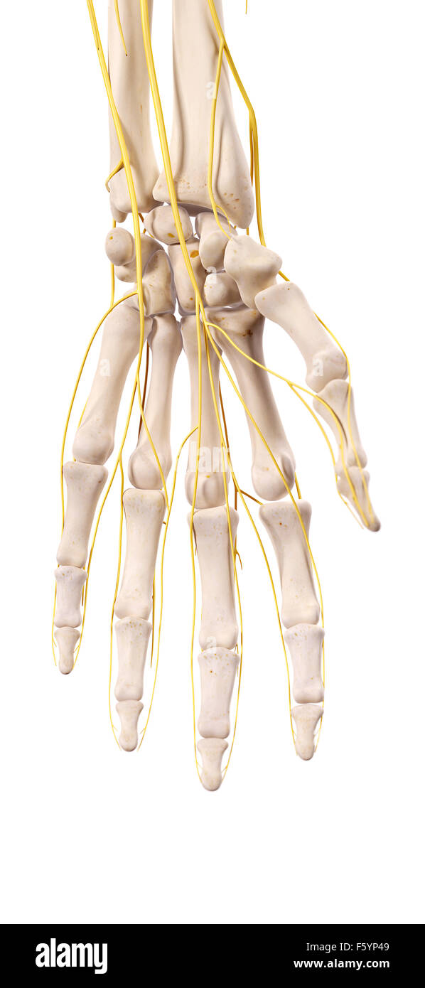Human Hand Nerves High Resolution Stock Photography and Images - Alamy