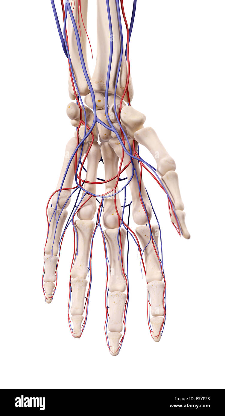 Hand blood vessels hi-res stock photography and images - Alamy