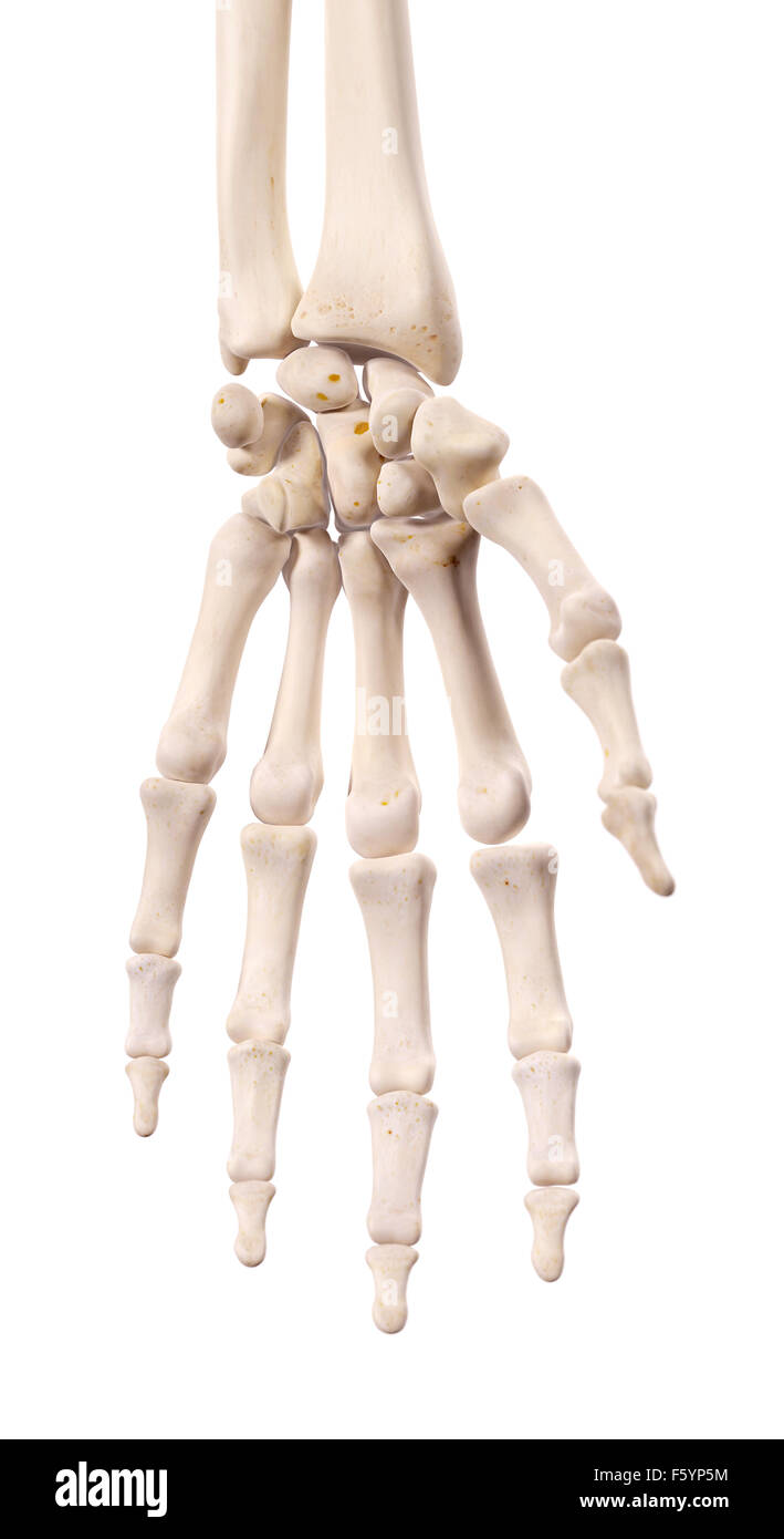 medically accurate illustration of the hand bones Stock Photo