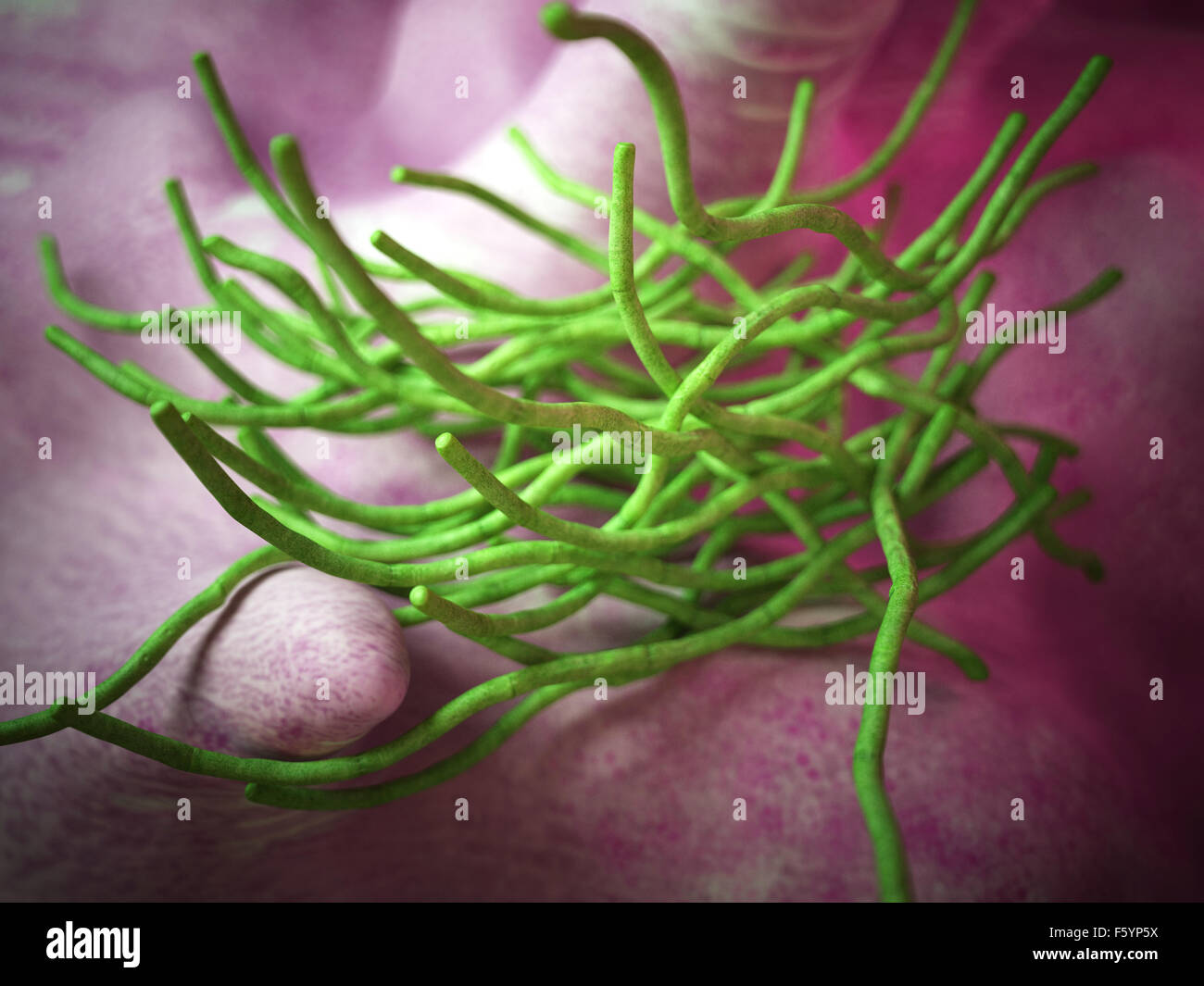 medical bacteria illustration of the Bacillus anthracis Stock Photo