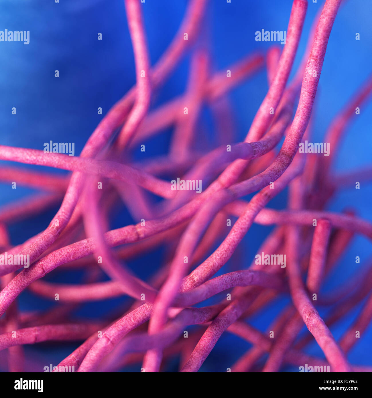 medical bacteria illustration of the Bacillus anthracis Stock Photo