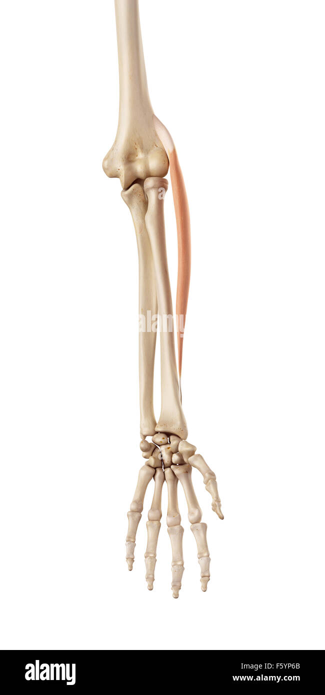 medical accurate illustration of the extensor carpi radialis longus Stock Photo