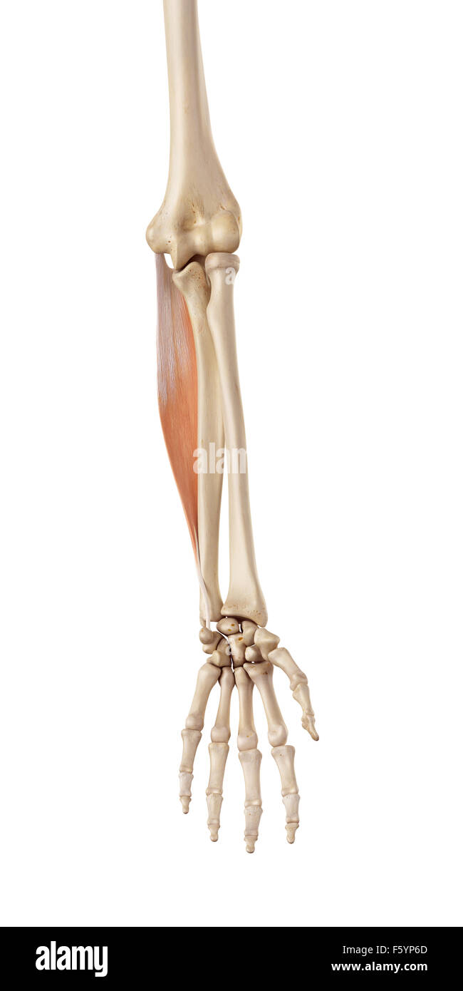medical accurate illustration of the flexor carpi ulnaris Stock Photo
