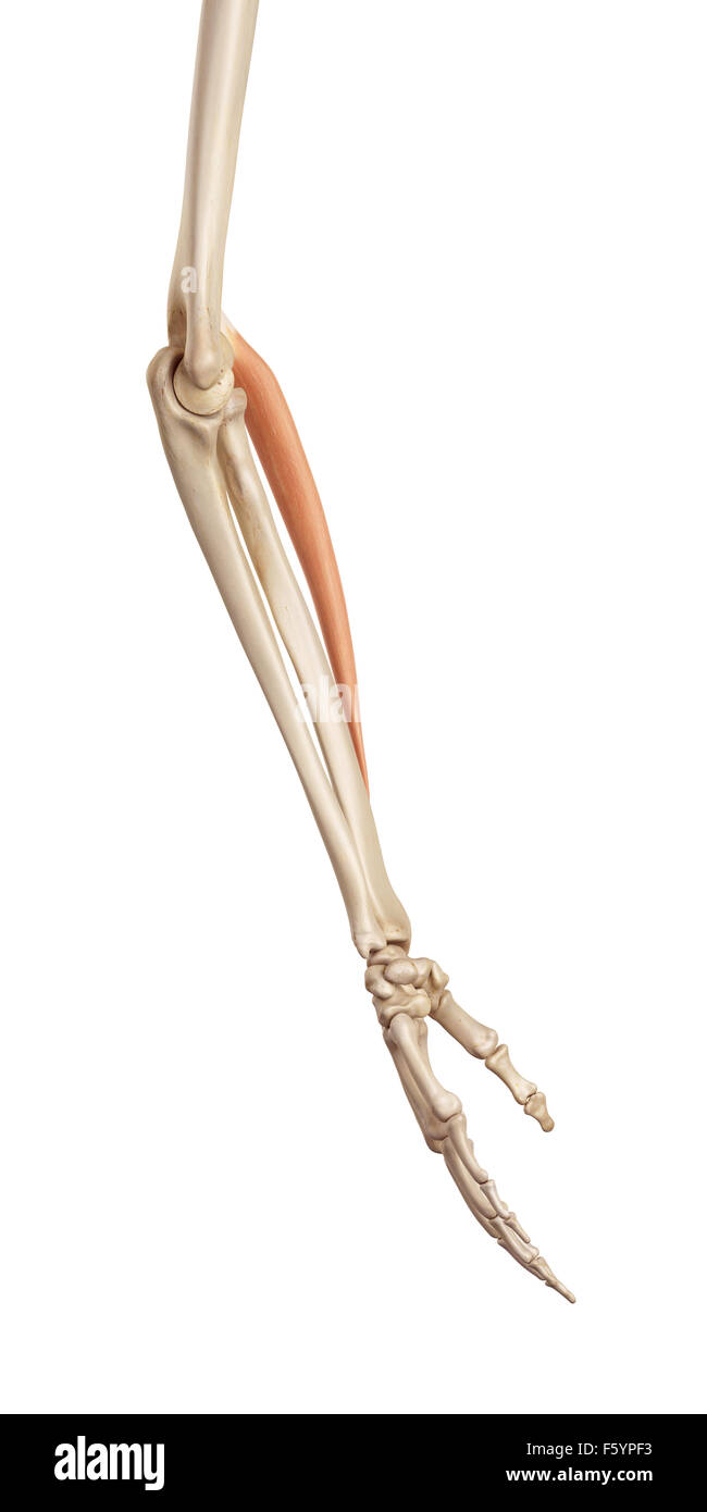 medical accurate illustration of the extensor carpi radialis longus Stock Photo