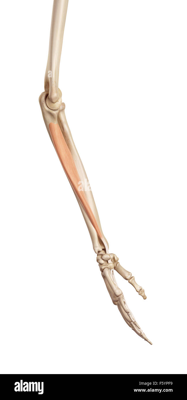 medical accurate illustration of the flexor digitorum profundus Stock ...