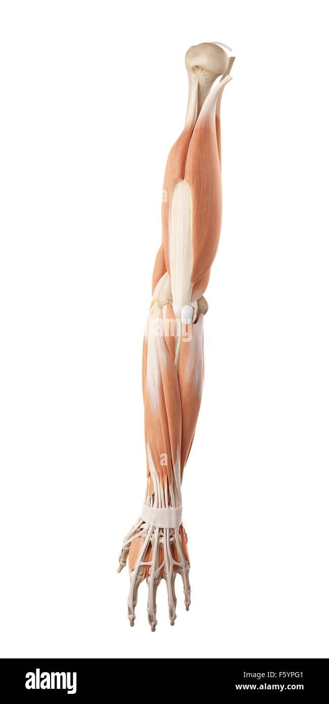 medical accurate illustration of the arm muscles Stock Photo