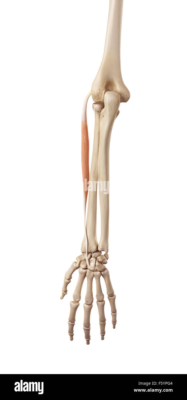 medical accurate illustration of the extensor carpi radialis brevis Stock Photo