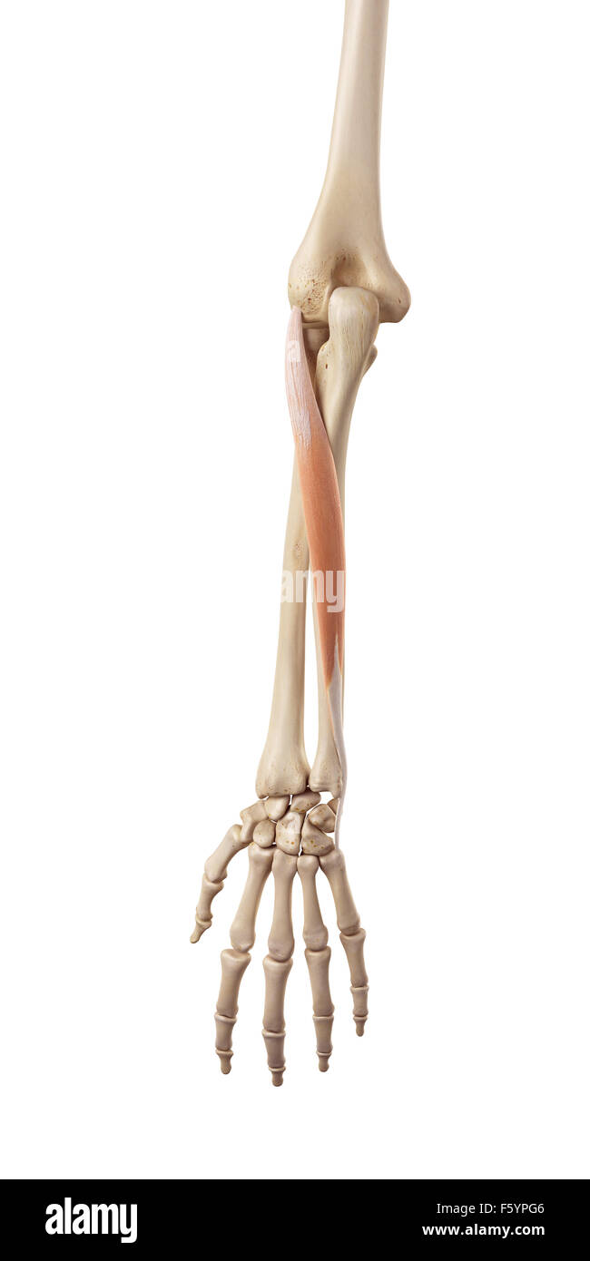 medical accurate illustration of the extensor carpi ulnaris Stock Photo