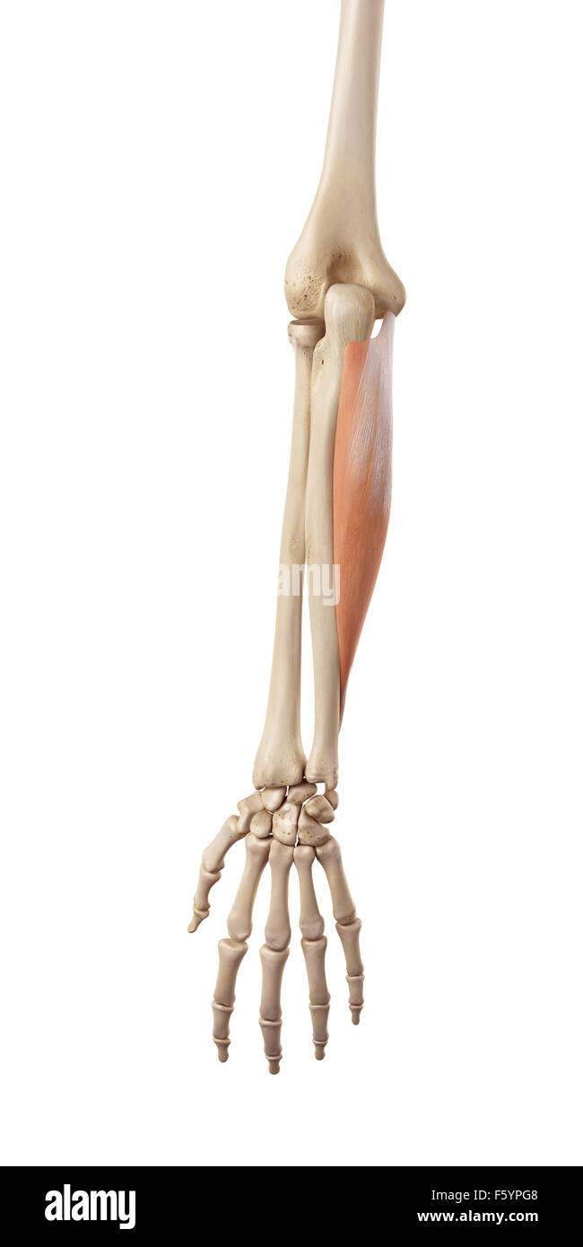 medical accurate illustration of the flexor carpi ulnaris Stock Photo