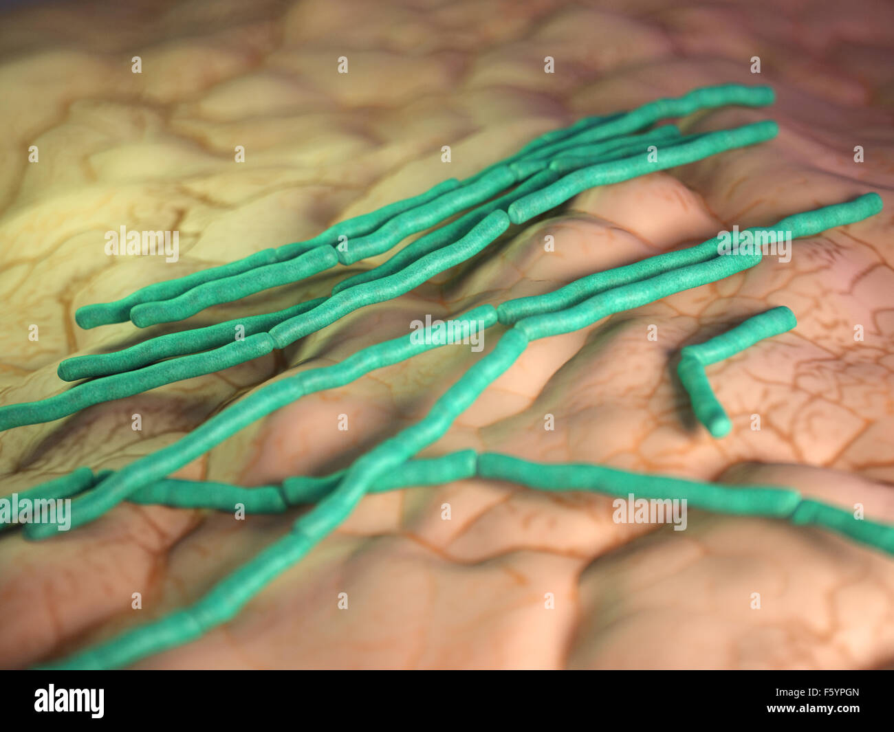 Bacillus cereus hires stock photography and images Alamy
