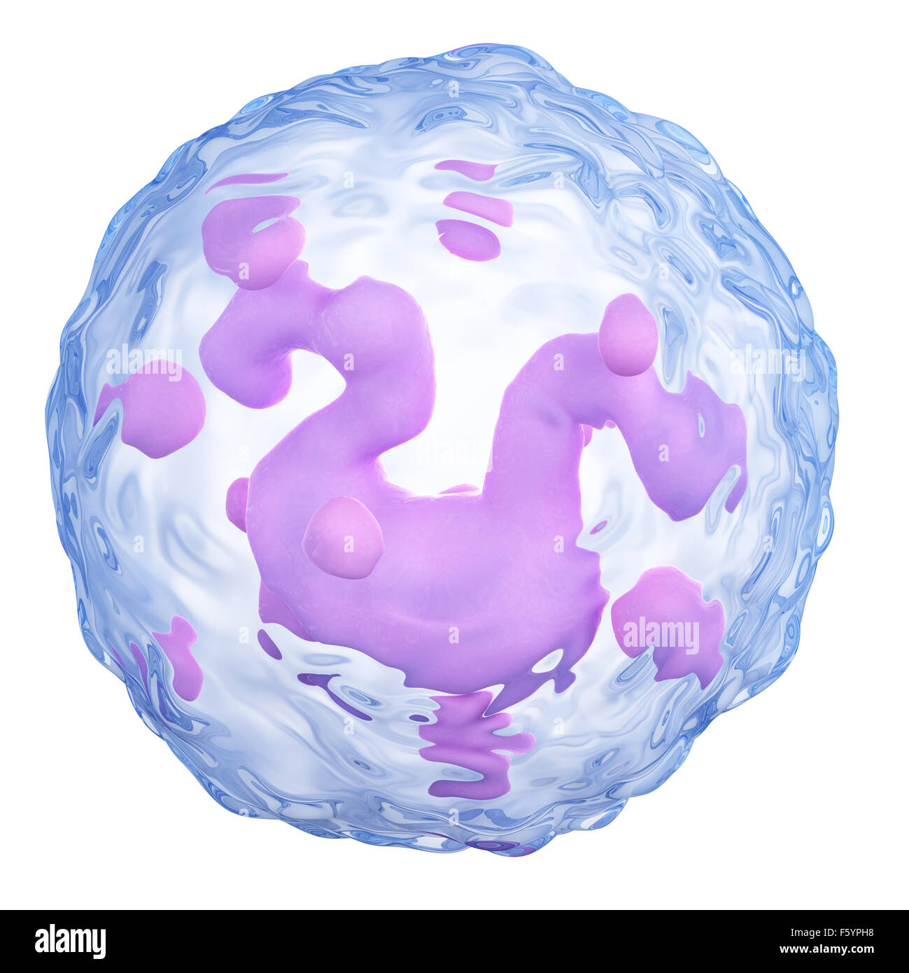 medically accurate illustration of a basophil Stock Photo