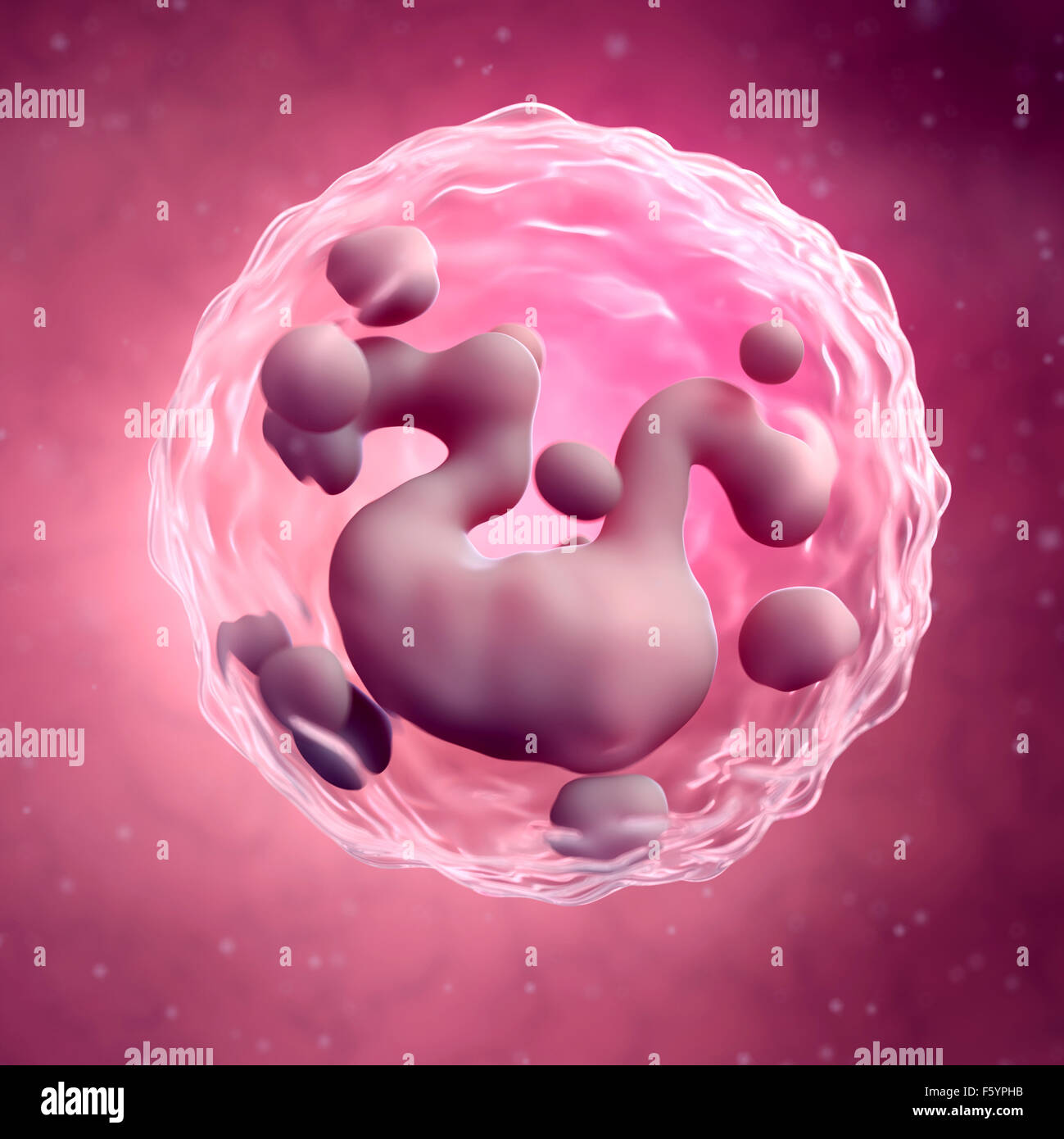 Basophil High Resolution Stock Photography and Images - Alamy