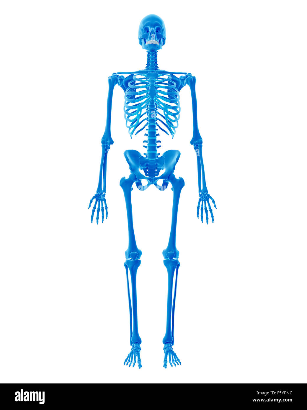 Male human skeleton hires stock photography and images Alamy