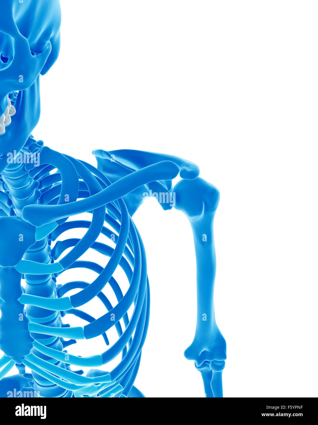 medically accurate illustration of the skeletal shoulder Stock Photo ...