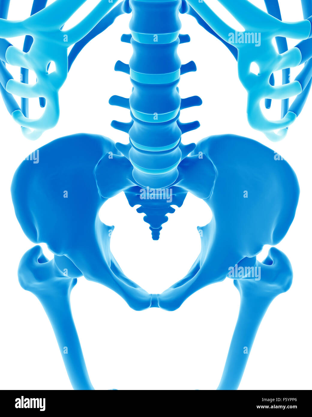 Anatomy of lumbar spine hi-res stock photography and images - Alamy