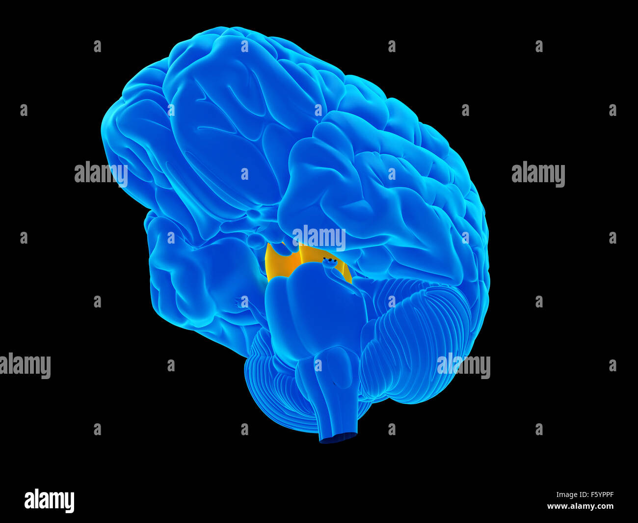 medically accurate illustration of the cerebral peduncle Stock Photo