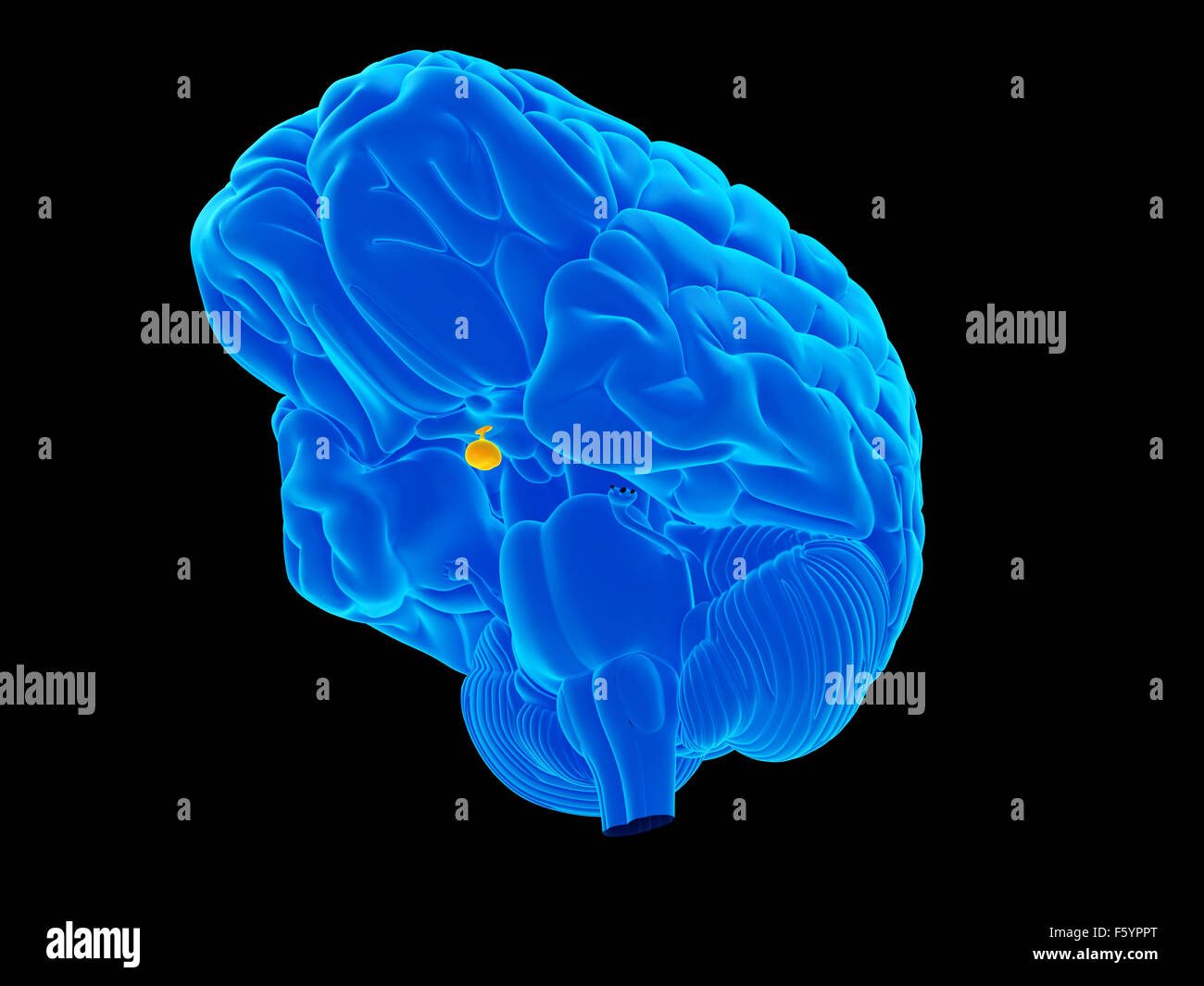 Pituitary gland hires stock photography and images Alamy