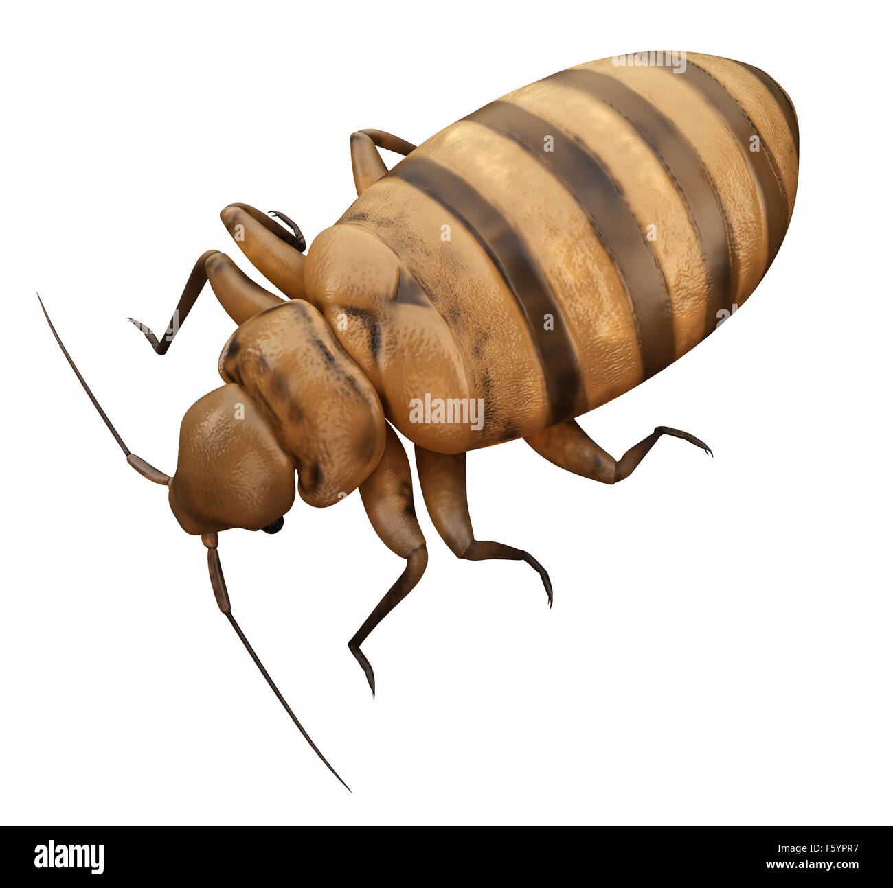 medically accurate illustration of a bed bug Stock Photo