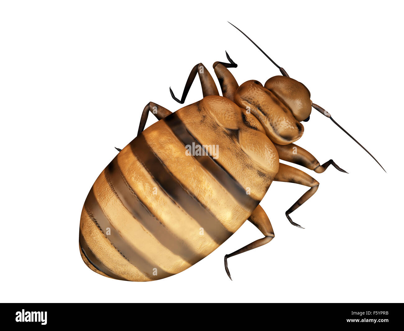medically accurate illustration of a bed bug Stock Photo