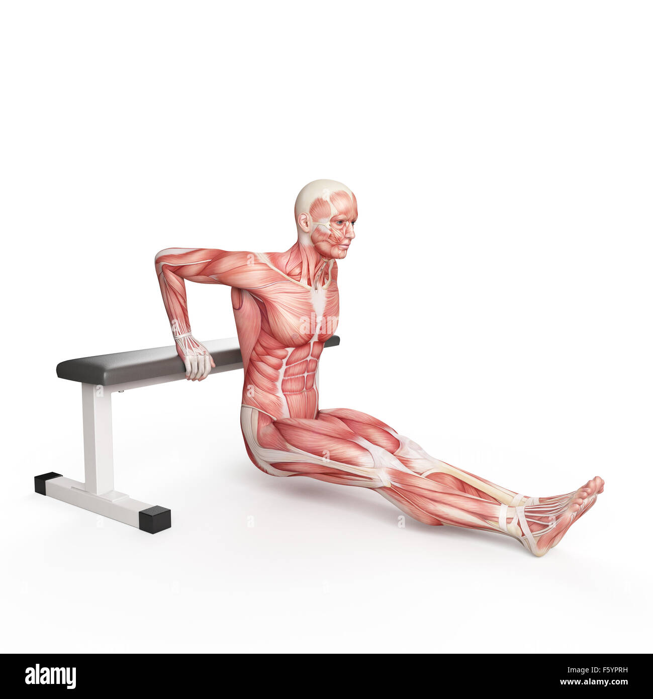 exercise illustration - bench dip Stock Photo - Alamy