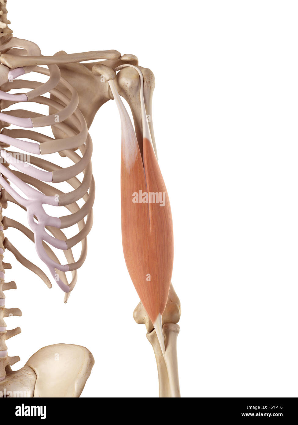 medical accurate illustration of the biceps Stock Photo - Alamy