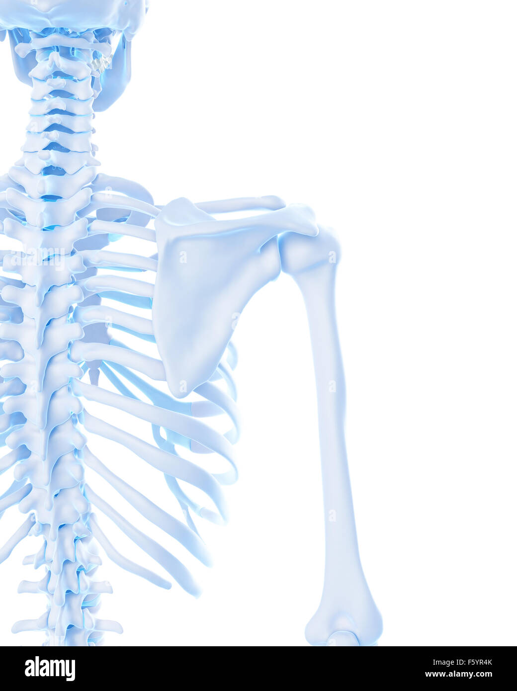 medically accurate illustration of the shoulder Stock Photo - Alamy