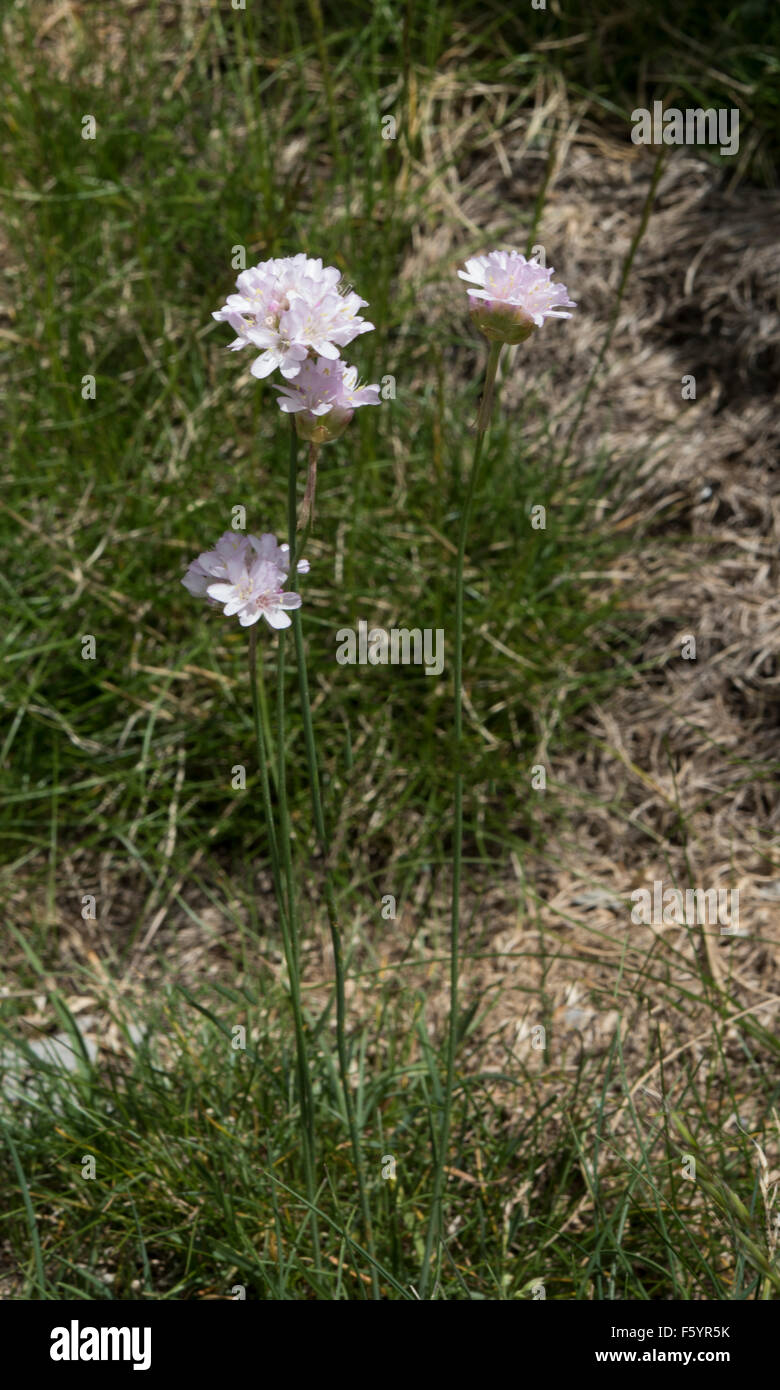 Armeria maritima subsp. alpina, Alpine Thrift, growing in the Pyrenees, Spain. July. Stock Photo