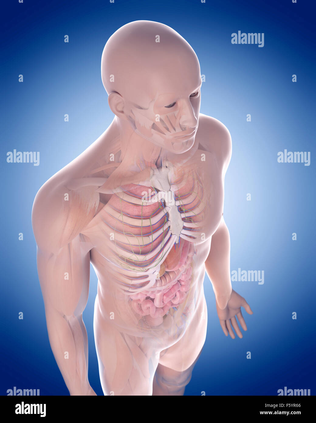 medically accurate illustration of the human anatomy Stock Photo