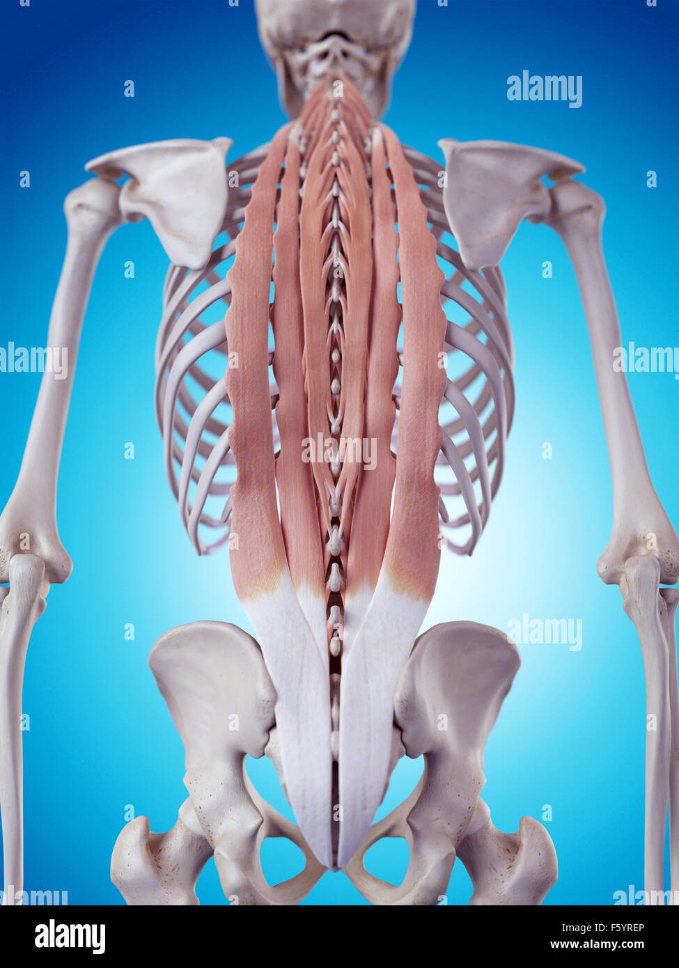 medically accurate illustration of the deep back muscles Stock Photo