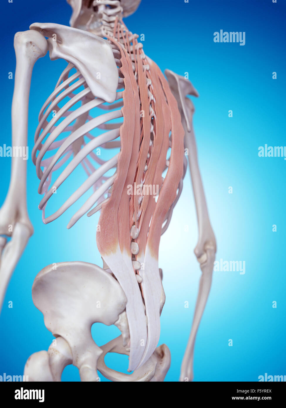 medically accurate illustration of the deep back muscles Stock Photo