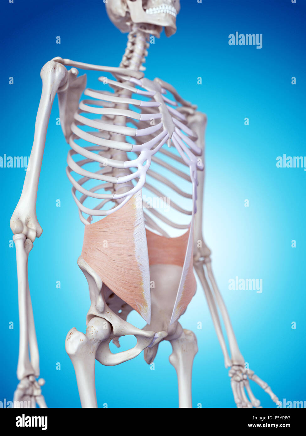 medically accurate illustration of the internal oblique Stock Photo