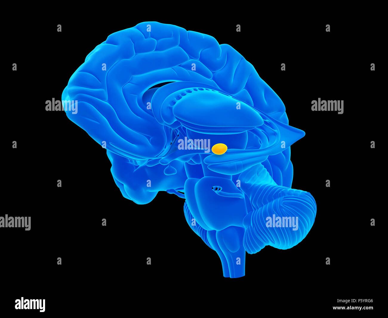 medically accurate illustration of the amygdaloid body Stock Photo