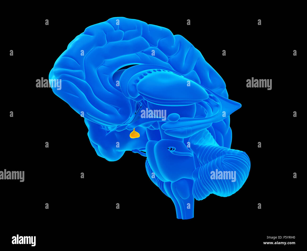 medically accurate illustration of the pituitary gland Stock Photo