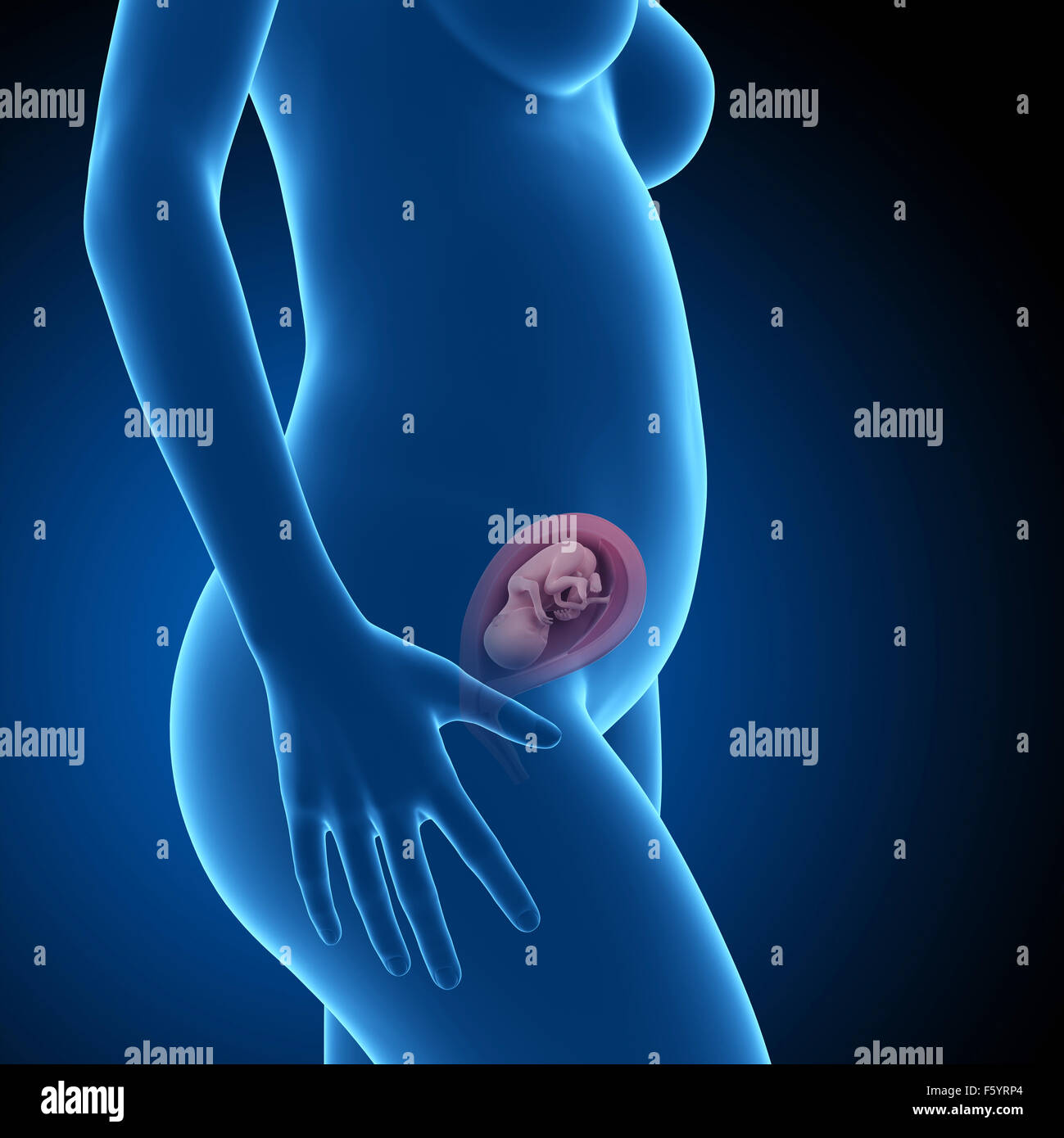 21 week fetus hi-res stock photography and images - Alamy