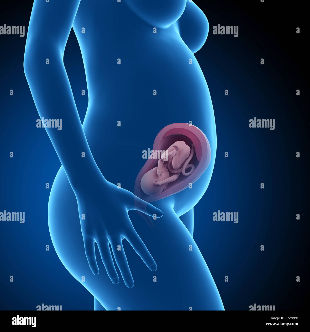 Pregnant illustration week 27 hi-res stock photography and images - Alamy